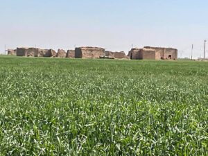 الزراعة في الگيصومة (تصوير عديلة شاهين)